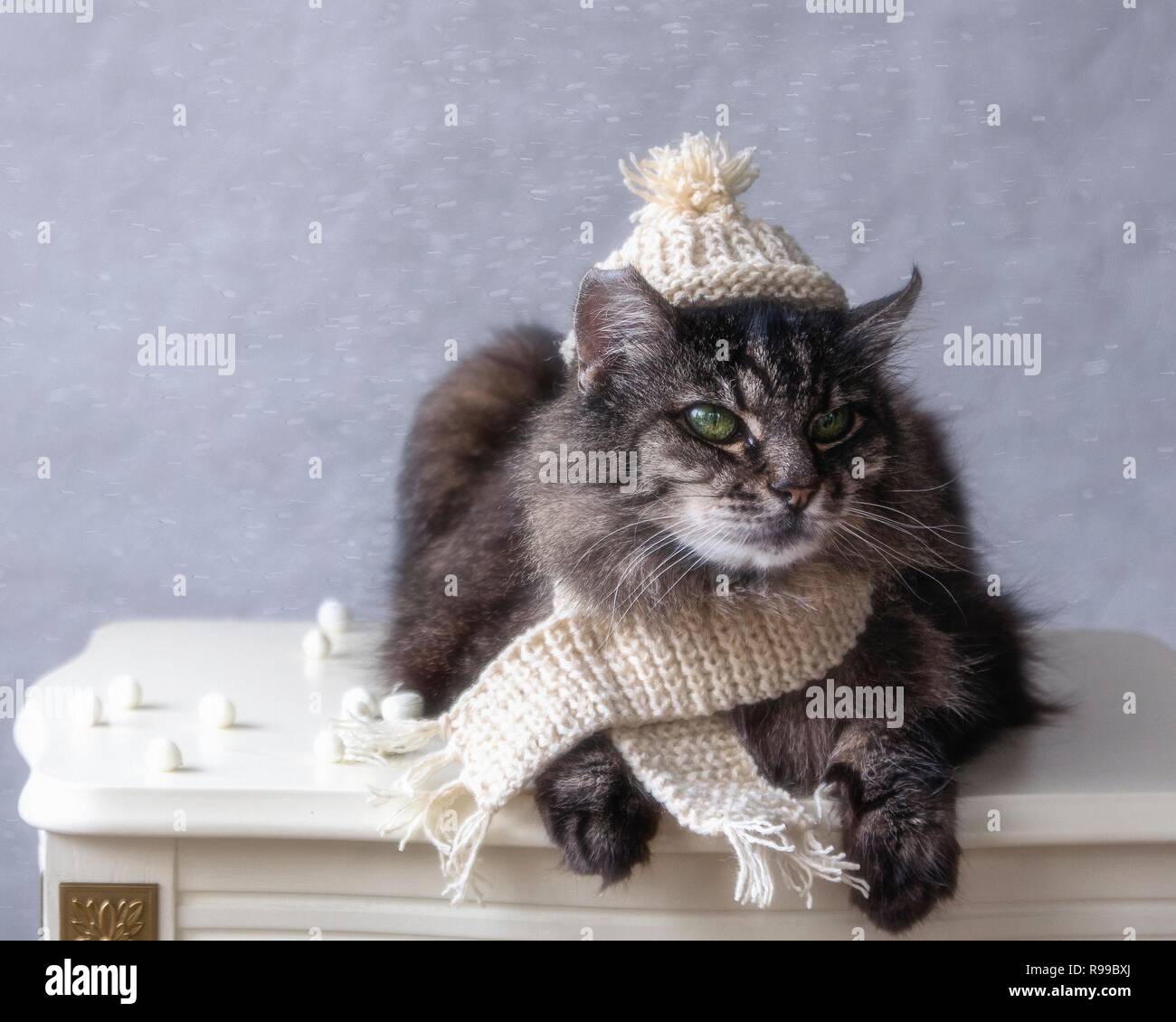 Funny kitty in hat on the white table Stock Photo