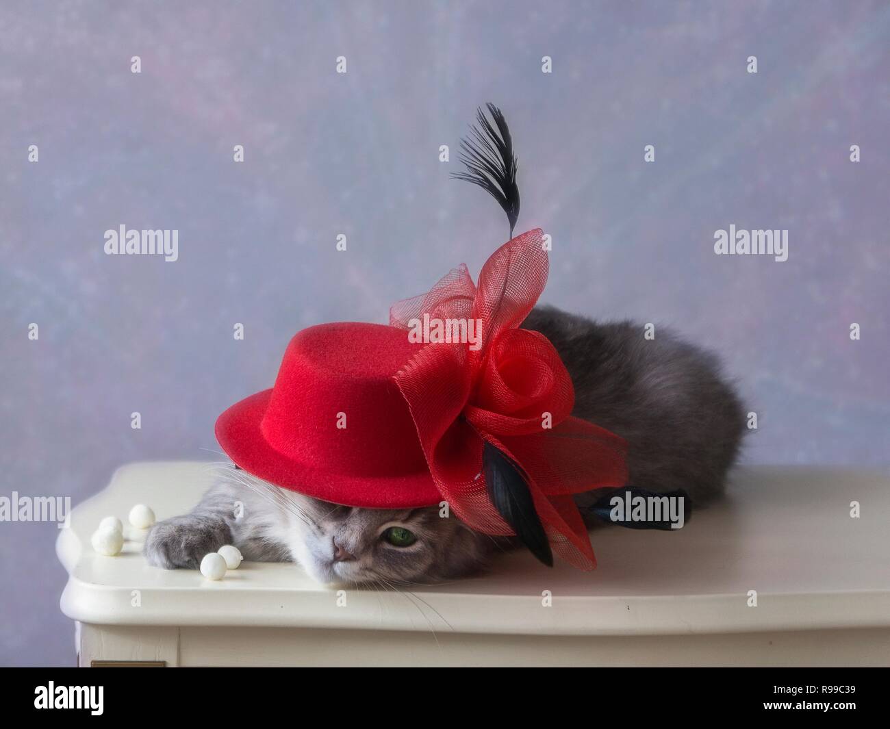 Funny kitty in hat on the white table Stock Photo