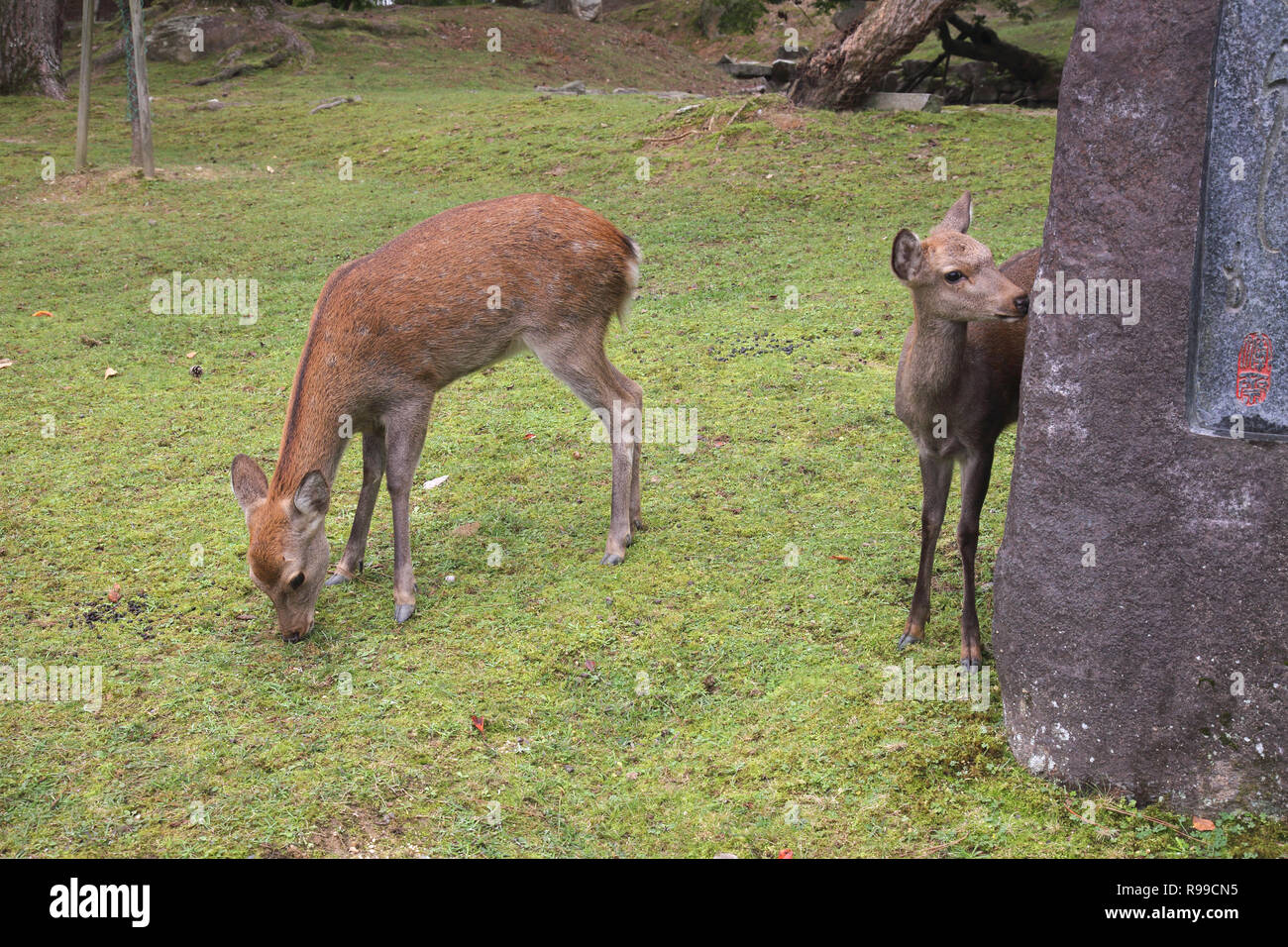 deer in nara park nara the old capital of japan honshu island Stock ...