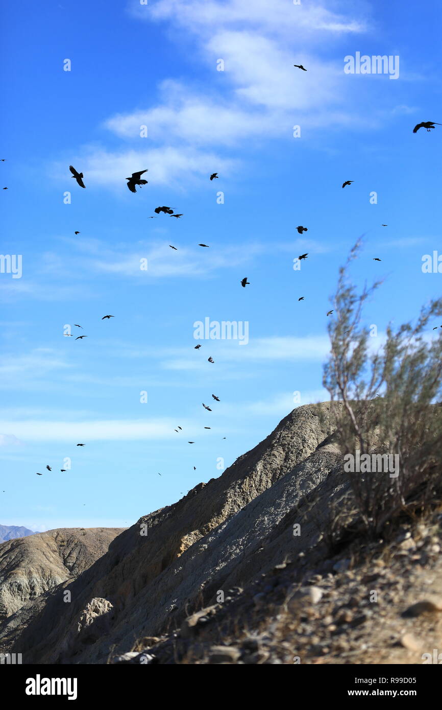 Crows enjoying an updraft Stock Photo