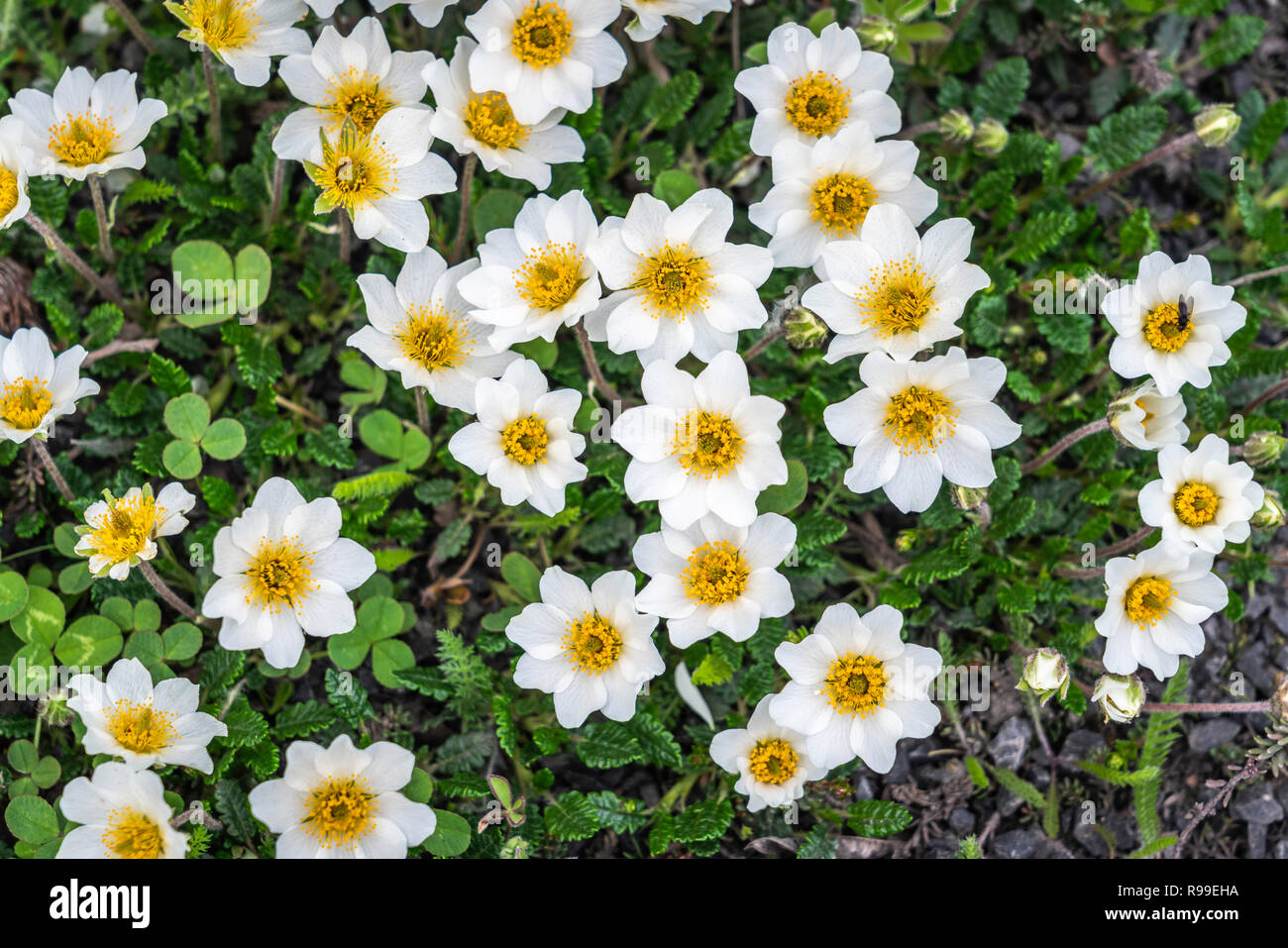 Cluster of wildflowers hi-res stock photography and images - Alamy