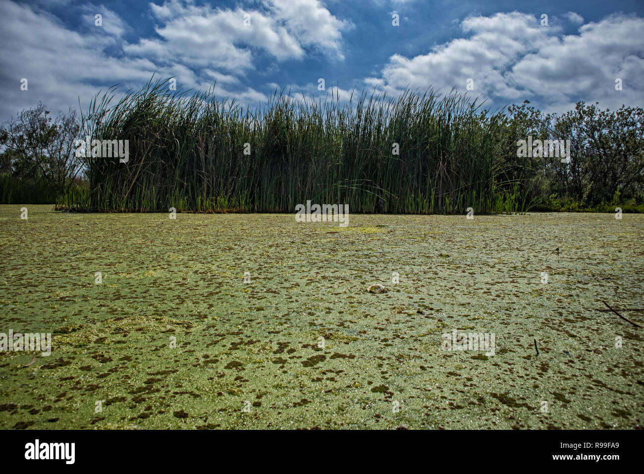 Algae Bloom in Ballona wetlands. The Ballona Wetlands is a protected area near Marina Del Rey and Playa Del Rey, and is one of the last significant we Stock Photo
