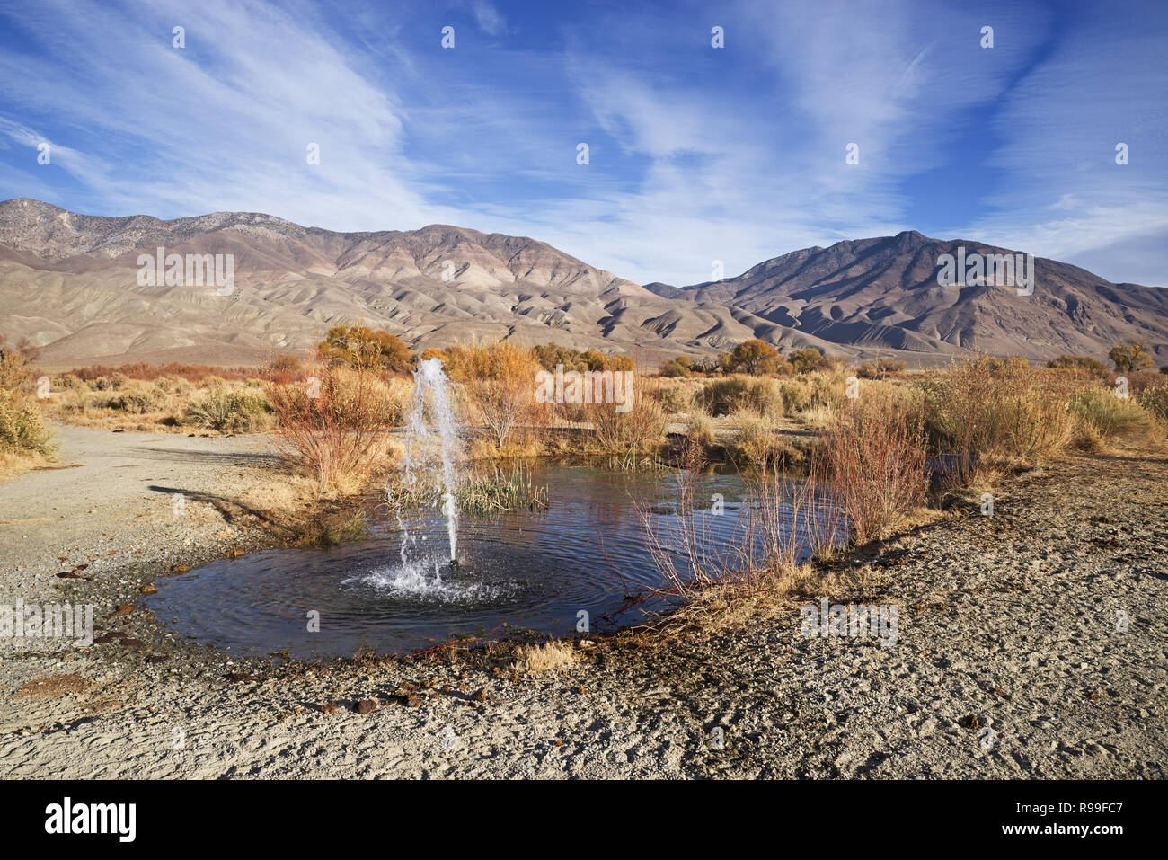 artesian spring in the Owens Valley desert of California with the White Mountains on the horizon Stock Photo