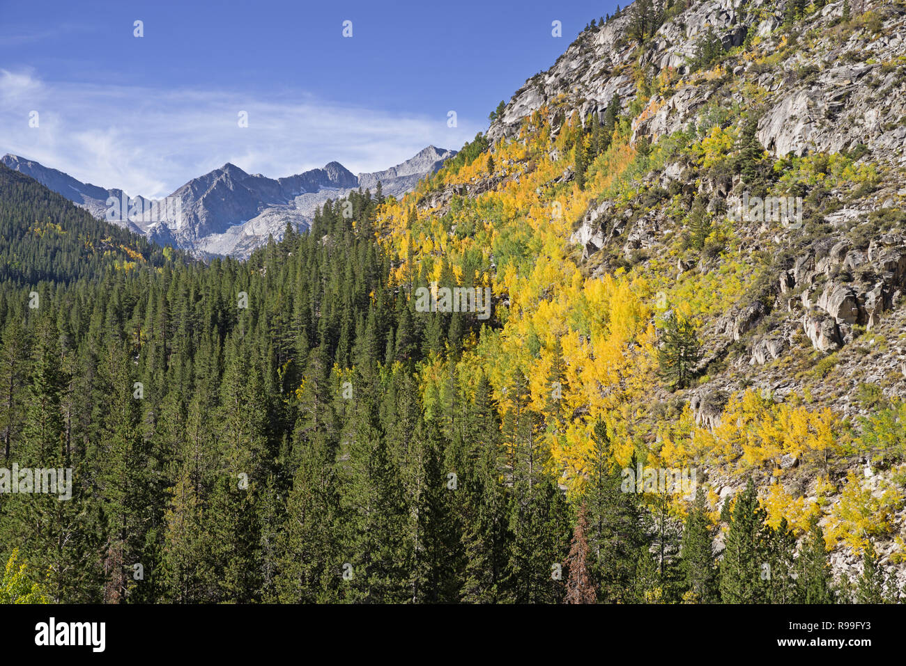 aspen trees begin to turn yellow in the fall up the South Fork of Bishop Creek in California Stock Photo