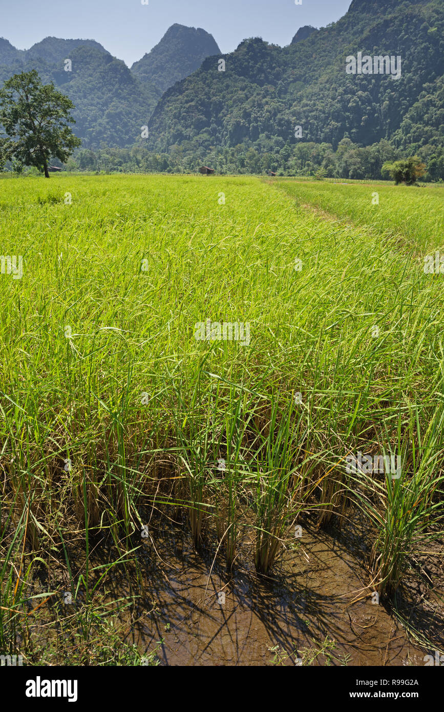bright green rice paddy near Thakhek Laos with karst mountains in the distance Stock Photo