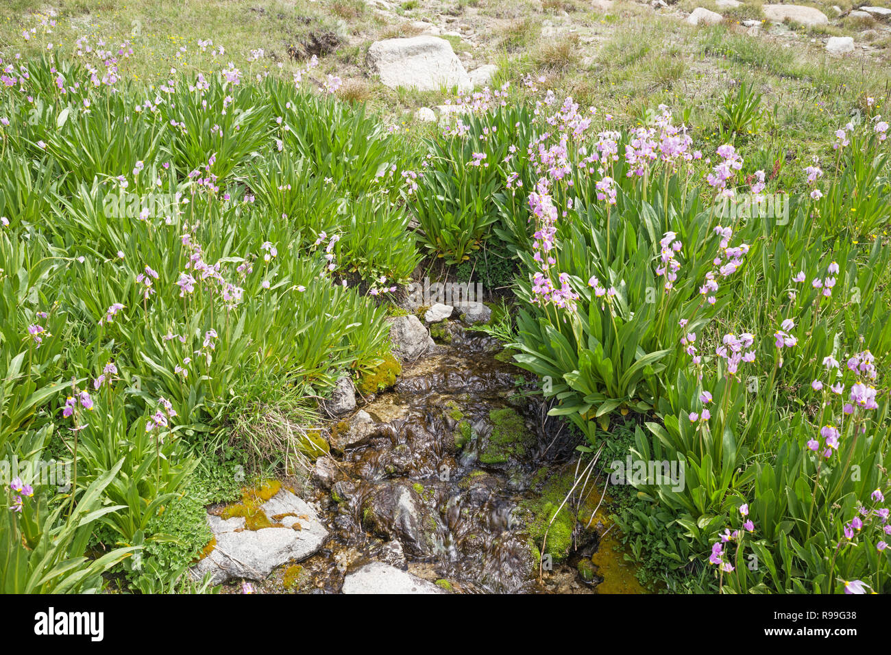 Artesian spring hi-res stock photography and images - Alamy