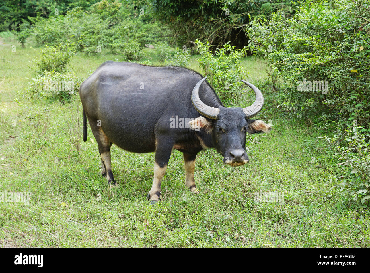 Asian Water Buffalo or Bubalus bubalis in Laos Stock Photo - Alamy