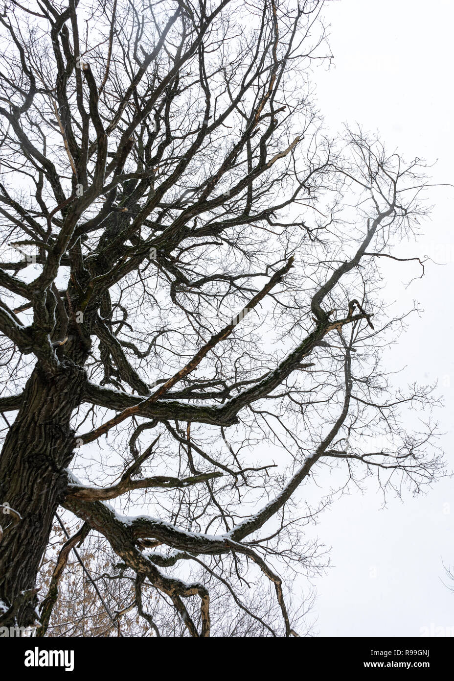 Old tree in the winter forest closeup Stock Photo - Alamy