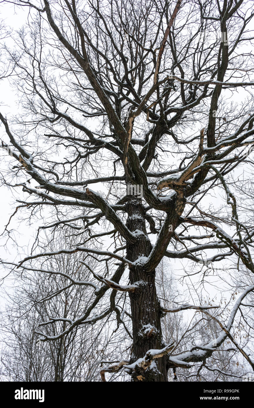 Old tree in the winter hi-res stock photography and images - Alamy