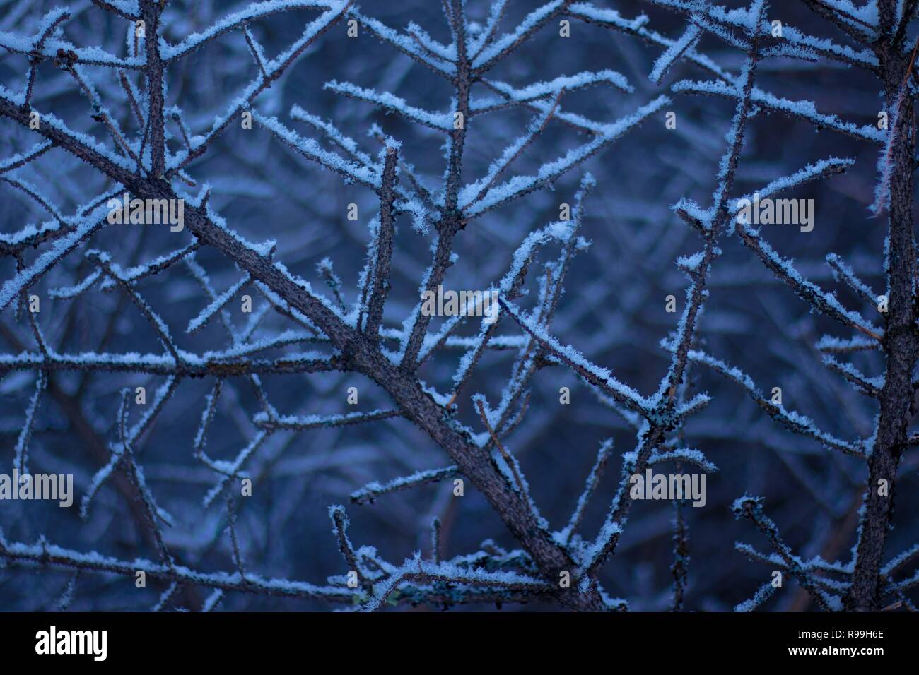 Pine tree branches covered in snow Stock Photo - Alamy