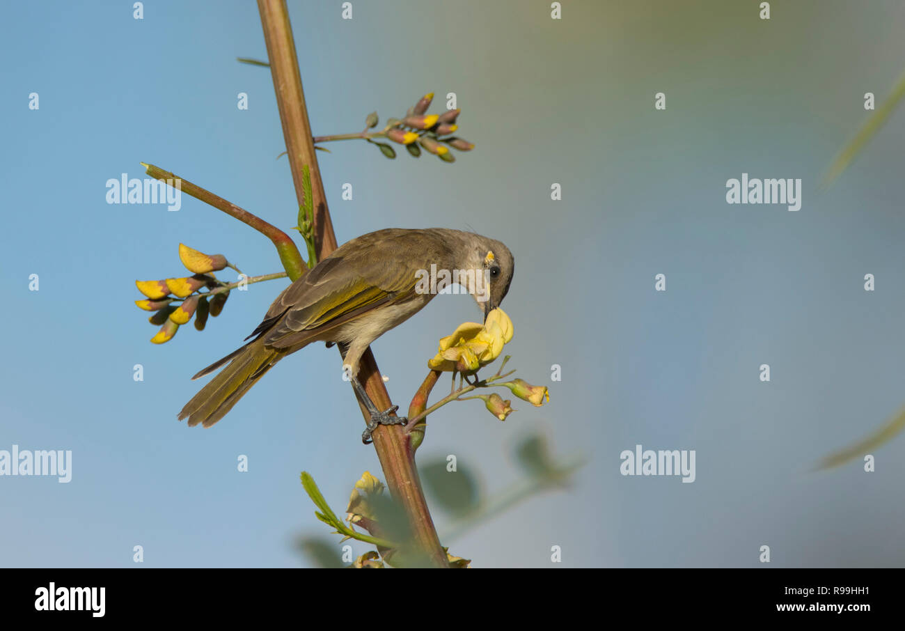 Brown Honeyeater, Lichmera indistincta, perched in a tree drinking nectar from a yellow flower with blue sky background. Stock Photo