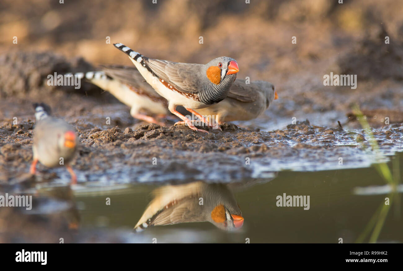 small flock of Zebra Finches Zebra Finch, Taeniopygia guttata, drinking at a small waterhole