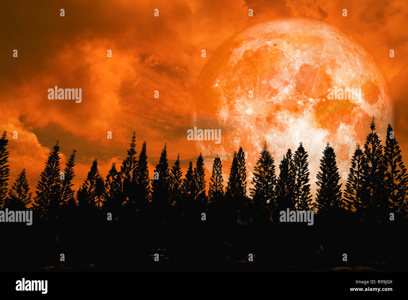 super orange moon back silhouette high pine in dark red orange night