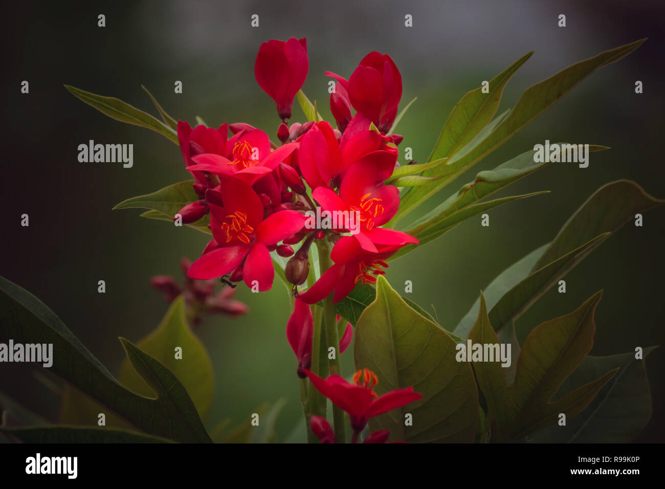 close up of Jatropha pandurifolia flower on black background Stock Photo