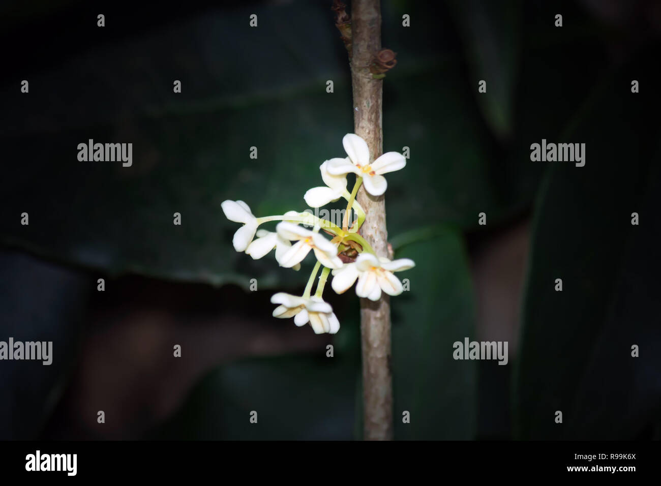 Close up of Osmanthus fragrans on black background! Stock Photo