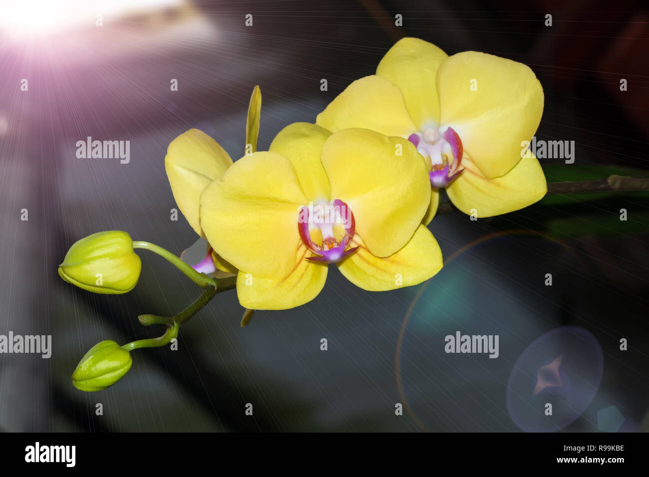 Orchids outdoors hi-res stock photography and images - Alamy