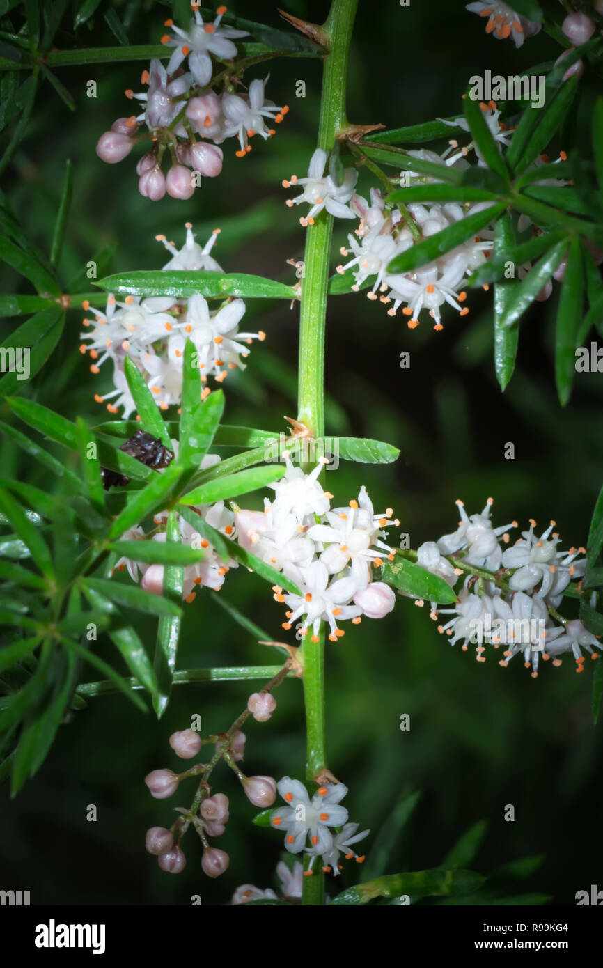 Asparagus plant flower hires stock photography and images Alamy