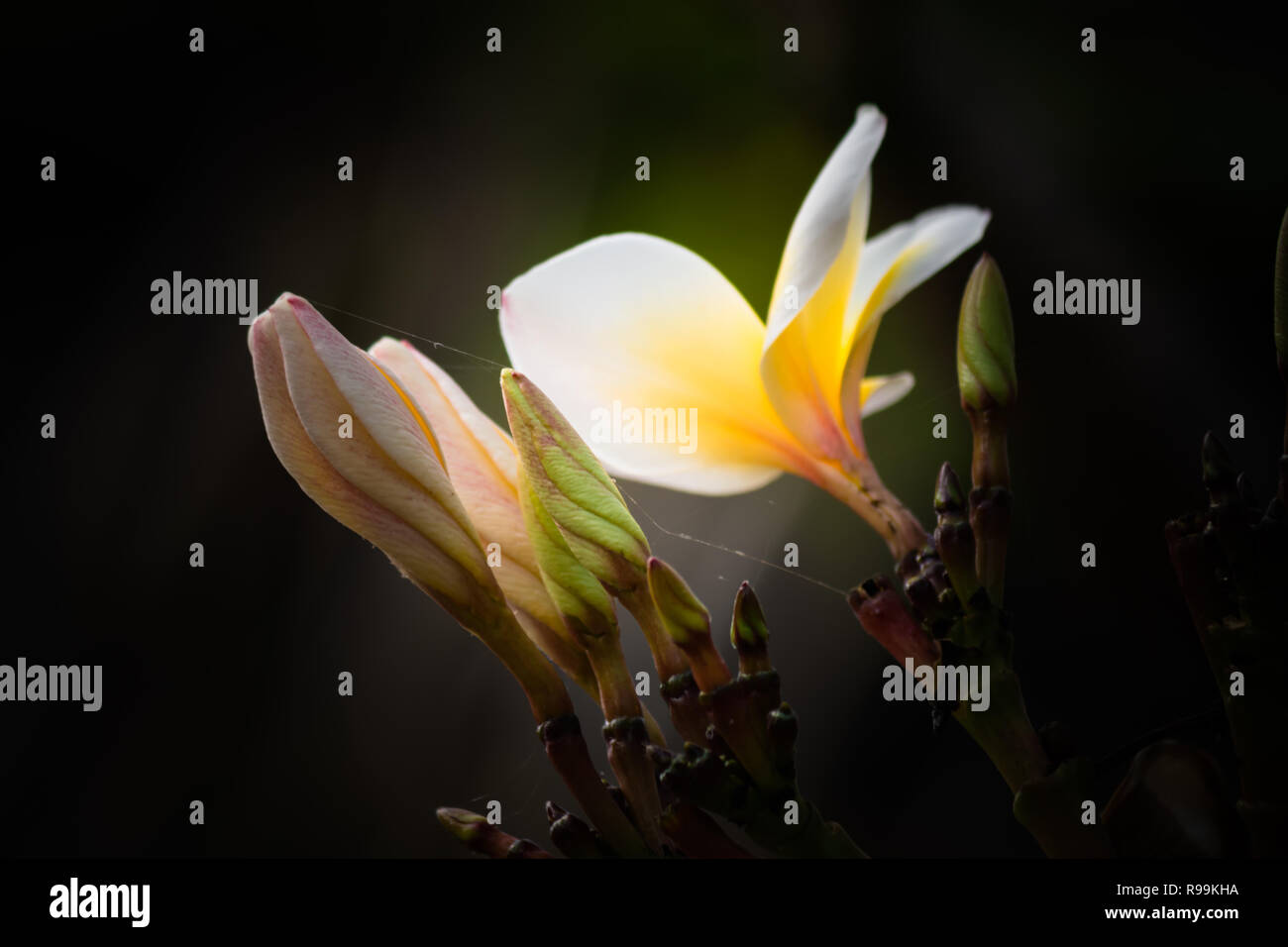 Beautiful frangipani on black background Stock Photo