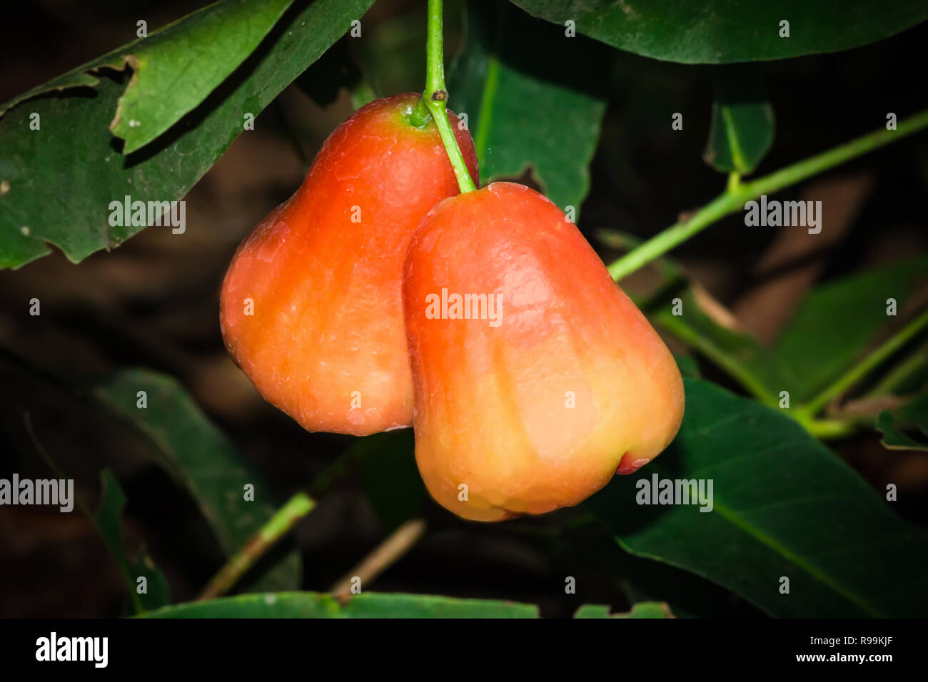 Tasty young healthy organic juicy Syzygium samarangense hanging on a branch Stock Photo