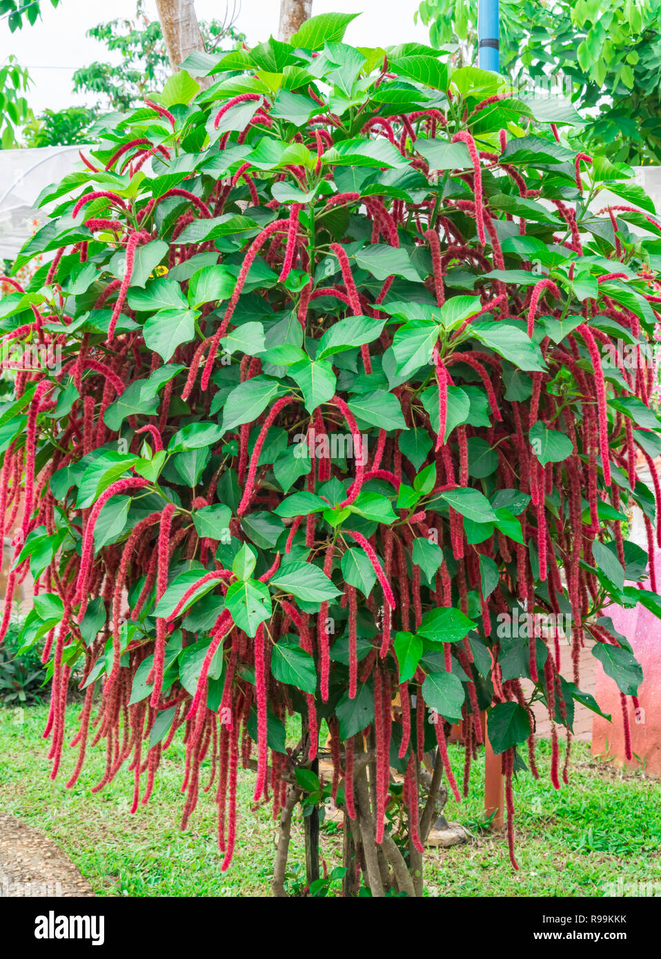 Close up Chenille plant(Acalypha hispida) in a garden Stock Photo