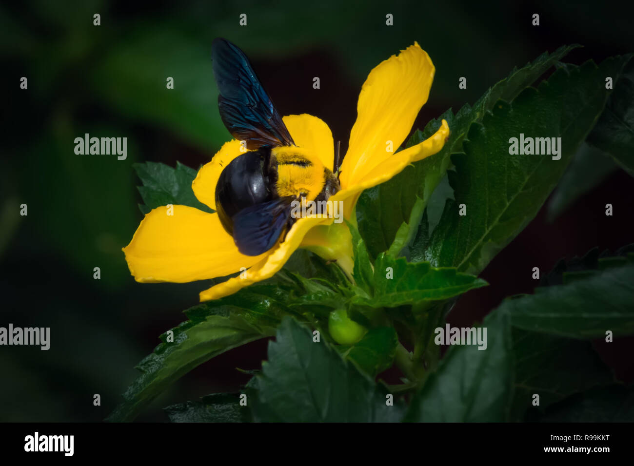 Close up of west indian holly and bee in garden Stock Photo