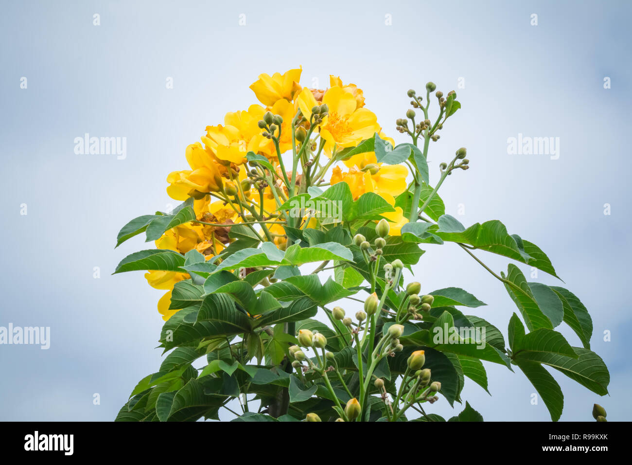 Golden Silk cotton tree - Yellow silk cotton tree flowers (Cochlospermum religiosum) Stock Photo