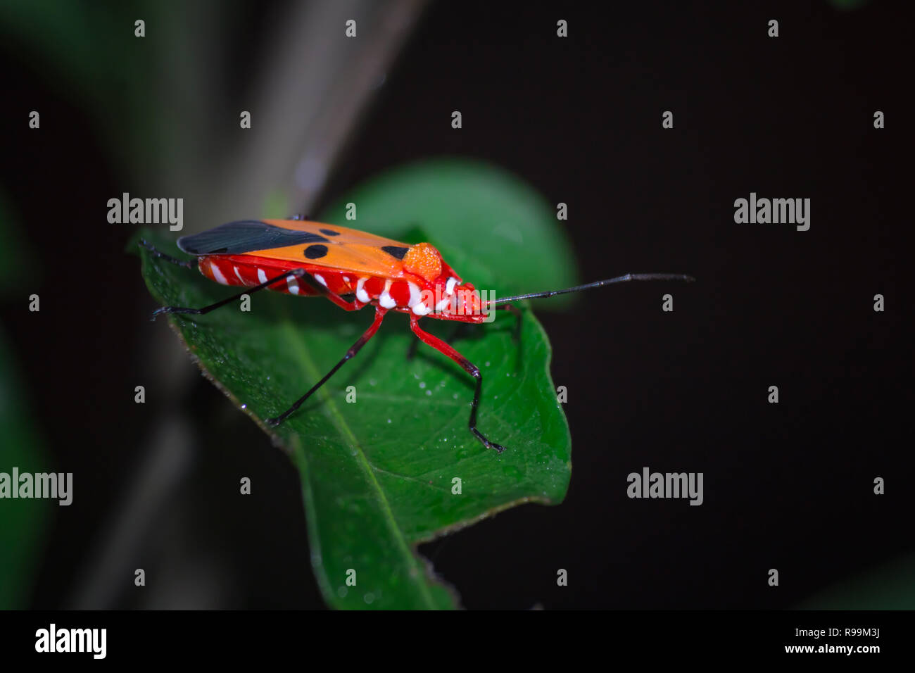 Red Cotton Bug - Mating Dysdercus cingulatus Stock Photo