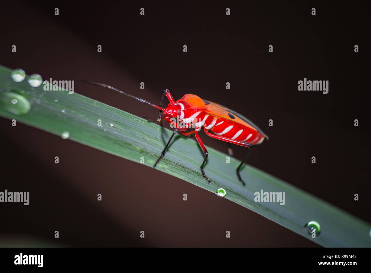 Red Cotton Bug Mating Dysdercus cingulatus Stock Photo Alamy