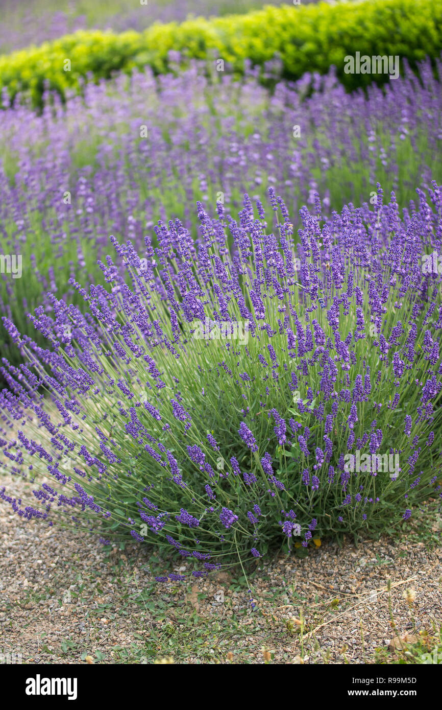 Flowering aromatic lavender shrub Levandulla angustifolia ´Hidcote Blue´, Czech Republic  on 9th June 2018 (CTK Photo Kiesenbauer Zdenek) Stock Photo