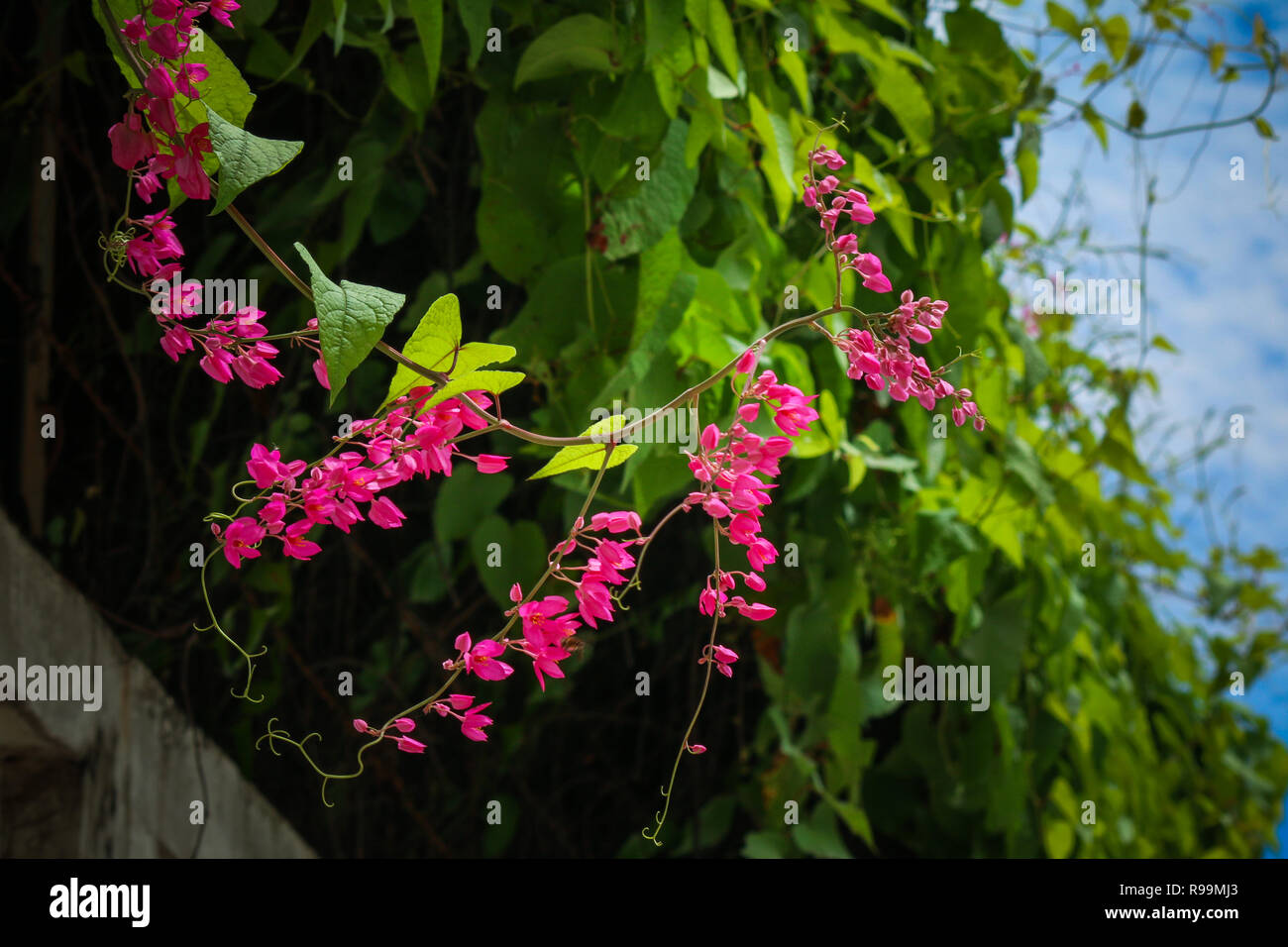 Close up of Antigonon flower in garden Stock Photo