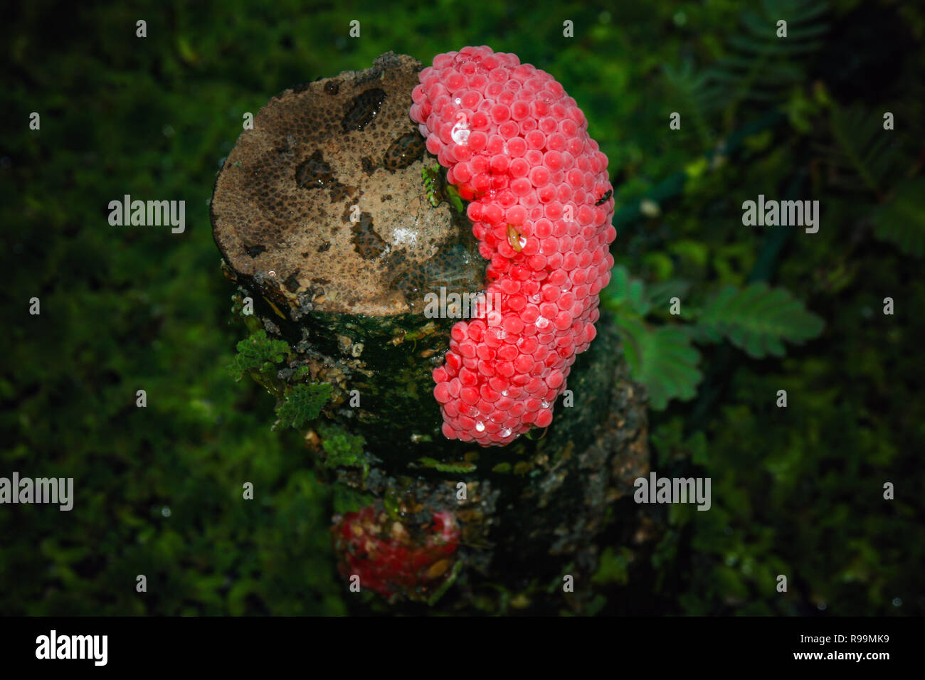 Close up on Channeled Apple Snail eggs (Pomacea Canaliculata). Stock Photo