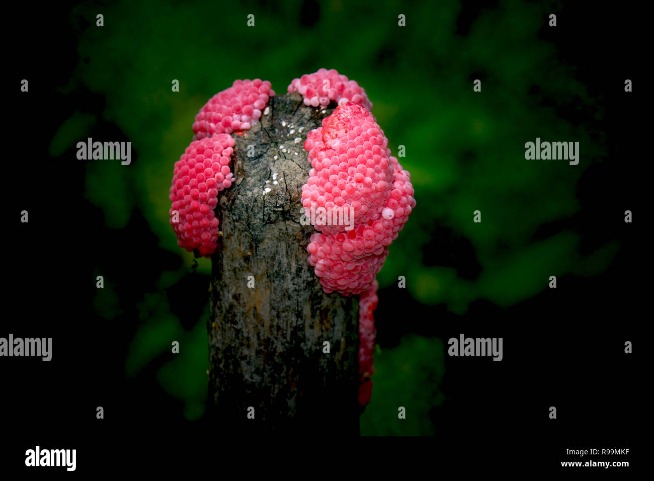 Close up on Channeled Apple Snail eggs (Pomacea Canaliculata). Stock Photo