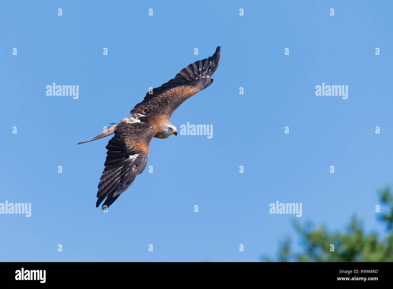 Rotmilan im Flug, Milvus milvus, Red Kite flying Stock Photo