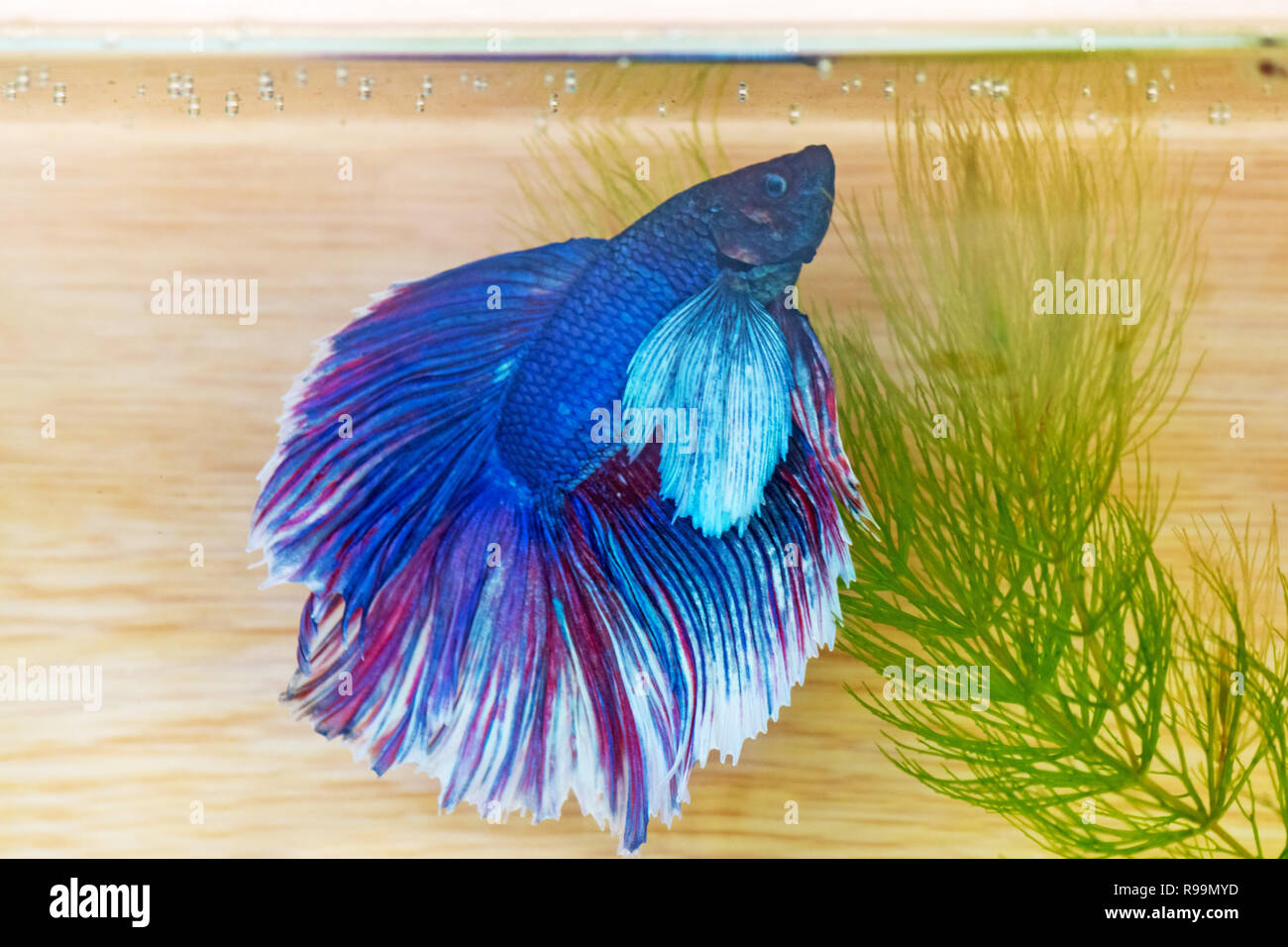 Fighting fish in water! Stock Photo