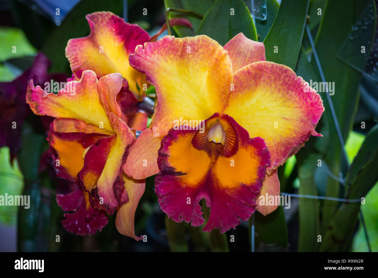 Close up beautiful orchid cattleya in garden Stock Photo