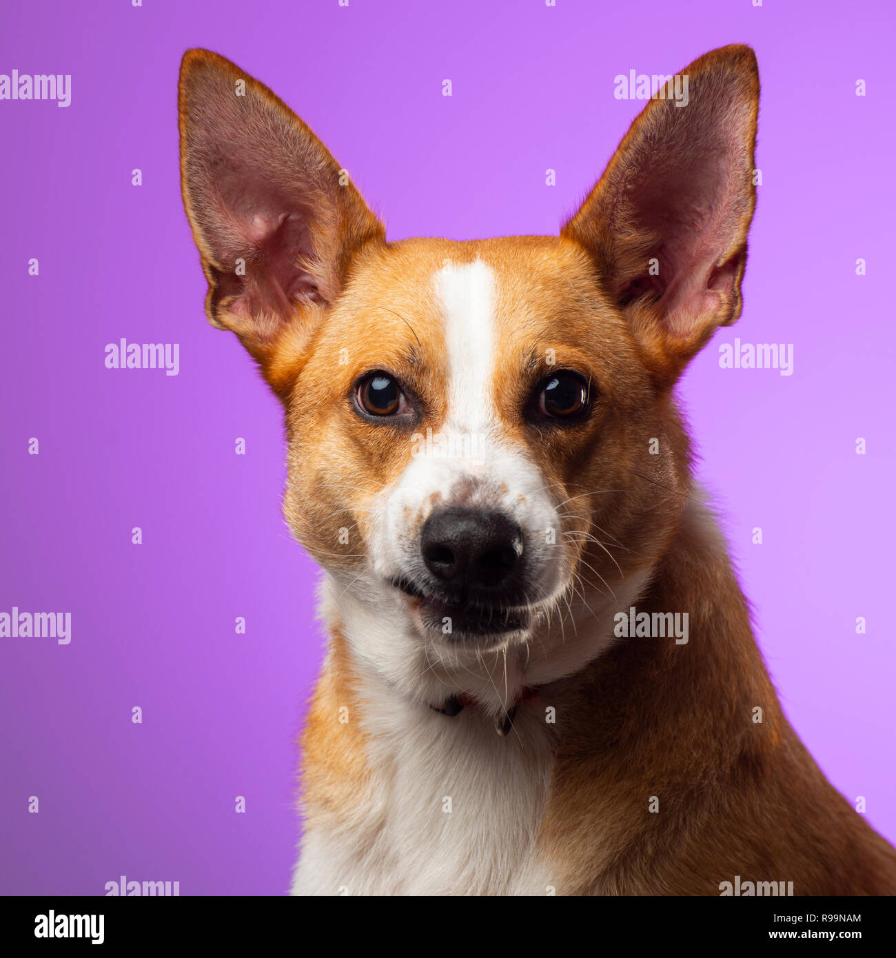 Dog on purple background hi-res stock photography and images - Alamy