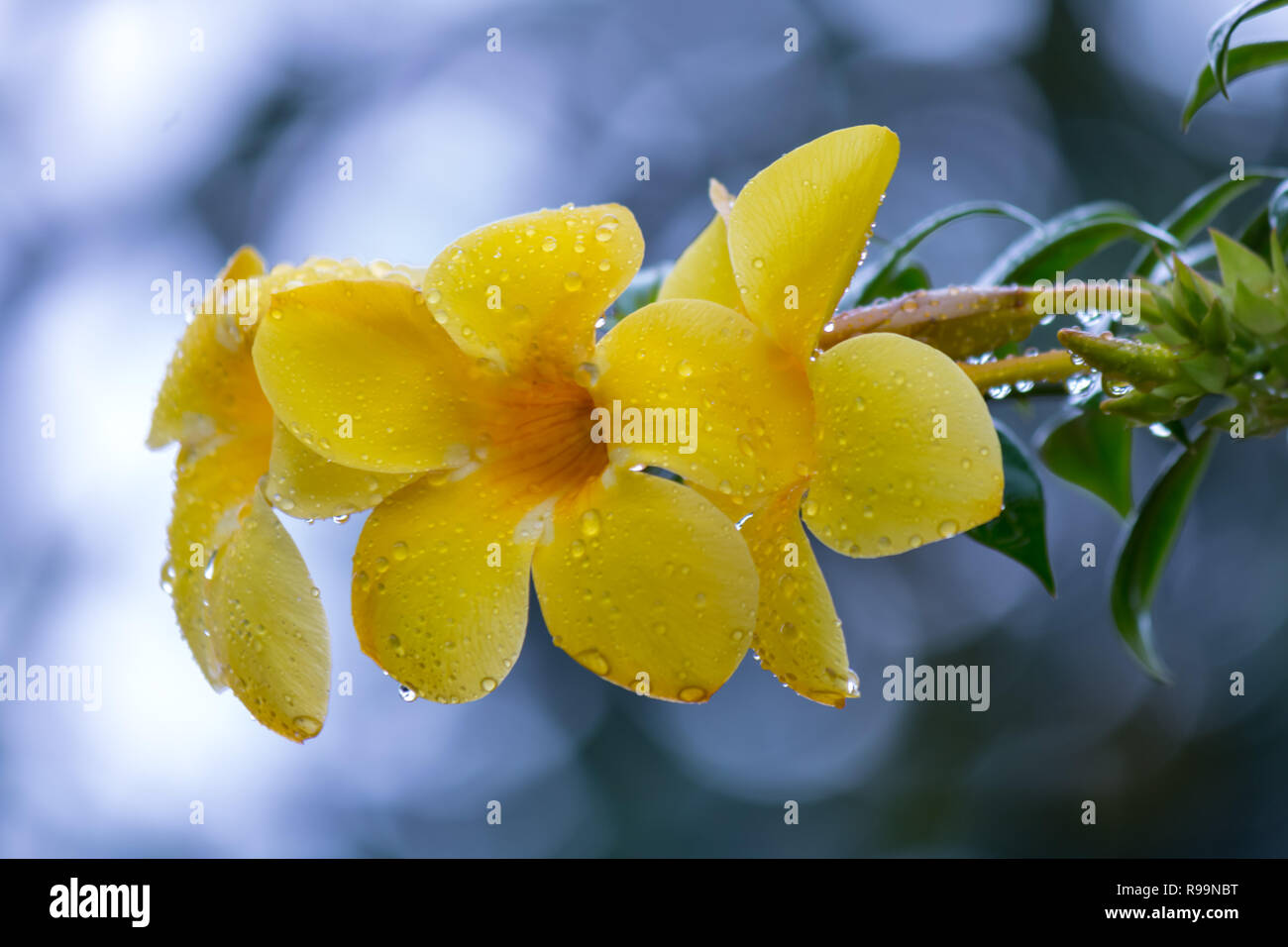 Close up of Allamanda cathartica flower in garden Stock Photo
