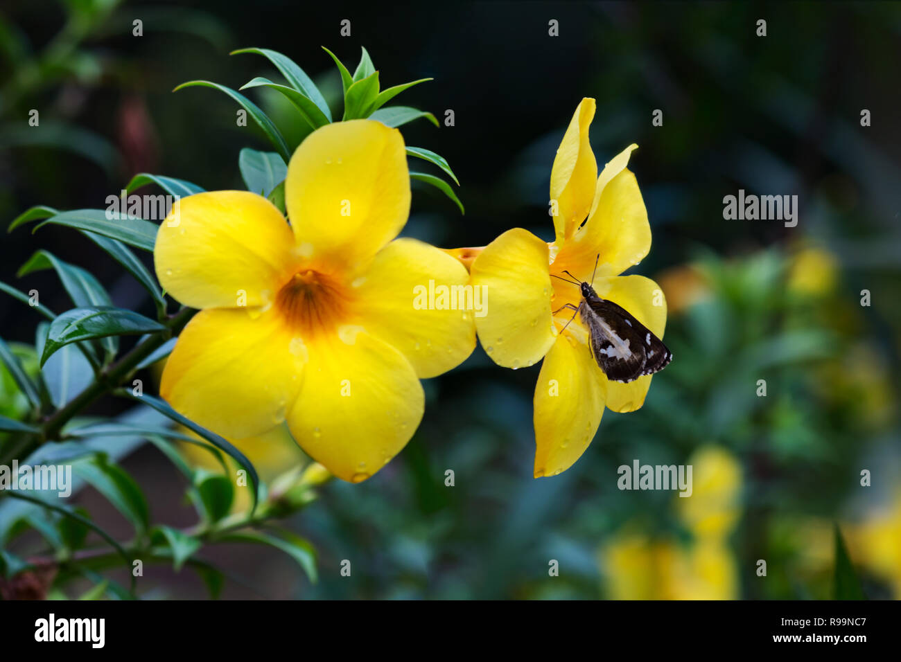 Close up of Allamanda cathartica flower in garden Stock Photo