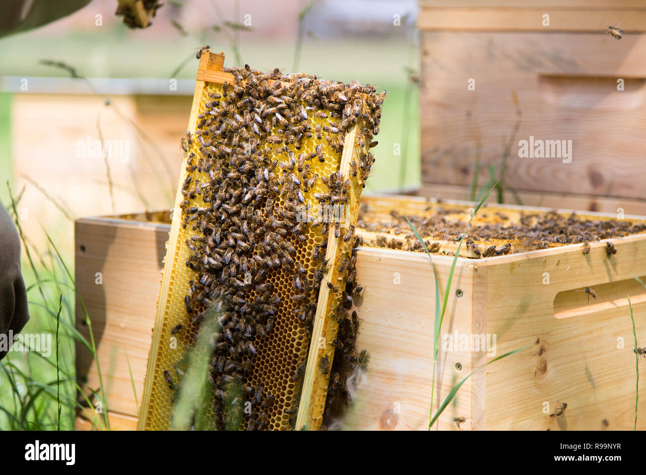 Apiary hive frame with bees wax structure full of fresh bee honey in honeycombs standing aside the bee hive Stock Photo