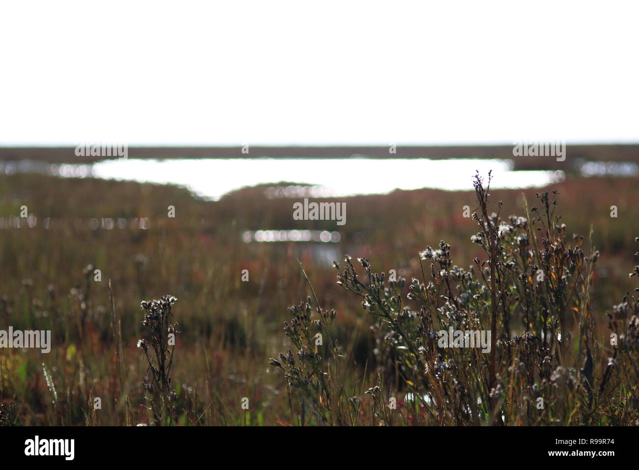 Untouched marshland near skegness on the way to the ocean Stock Photo