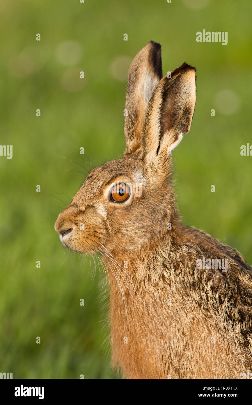European hare or Brown Hare, Lepus europaeus, UK Stock Photo