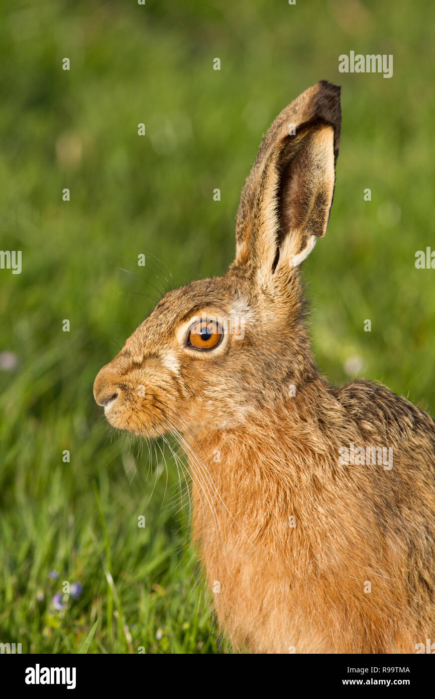 european-hare-or-brown-hare-lepus-europaeus-uk-stock-photo-alamy