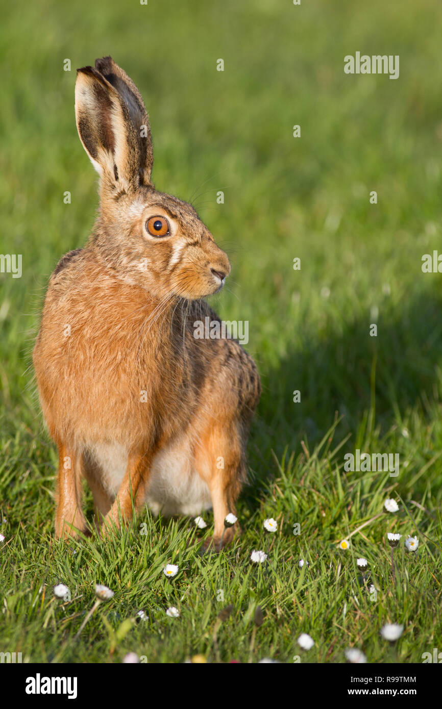 European hare or Brown Hare, Lepus europaeus, UK Stock Photo