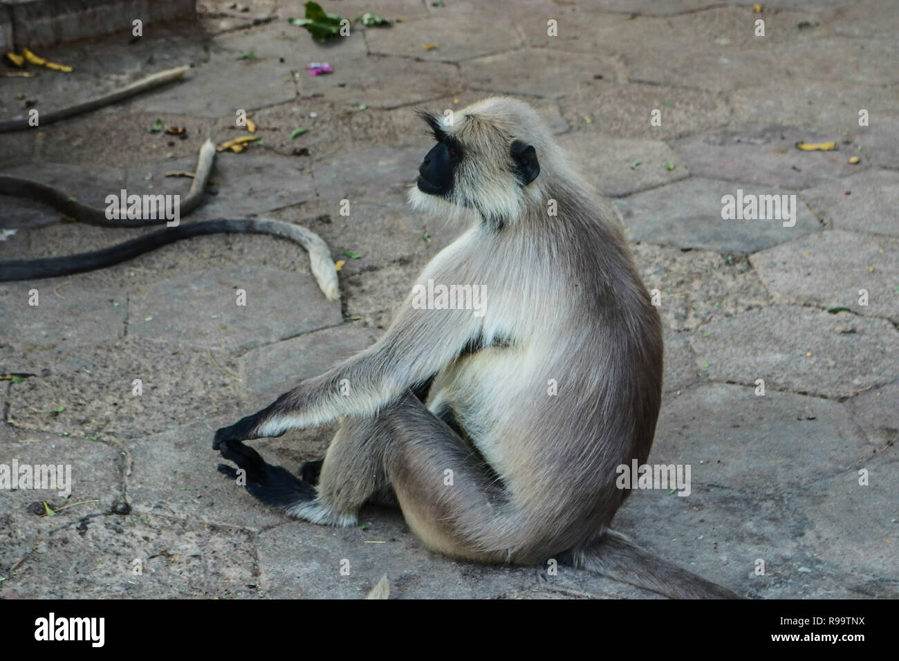 A Monkey sitting at the roadside in Mandore garden, Jodhpur, Rajasthan Stock Photo