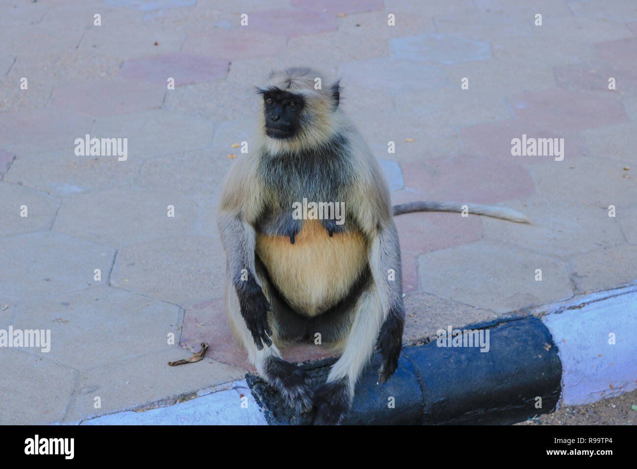 A Monkey sitting at the roadside in Mandore garden, Jodhpur, Rajasthan Stock Photo