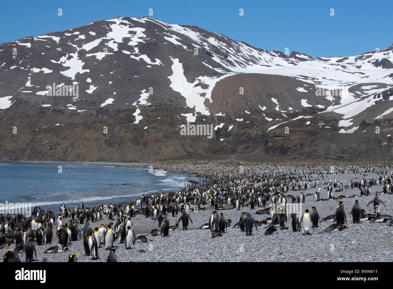 south-georgia-st-andrews-bay-home-to-the-largest-king-penguin-colony