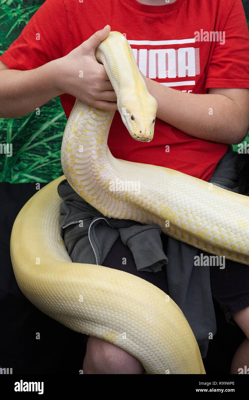 Ball pythons hi-res stock photography and images - Alamy