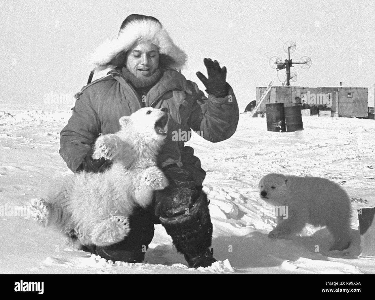 иван папанин полярник. белый медведь на полярной станции. чукотка 1975 белый медвежонок и ребенок. белый медведь и полярники. николай мачуляк и марья михайловна с медвежатами 1977 год мыс шмидта.