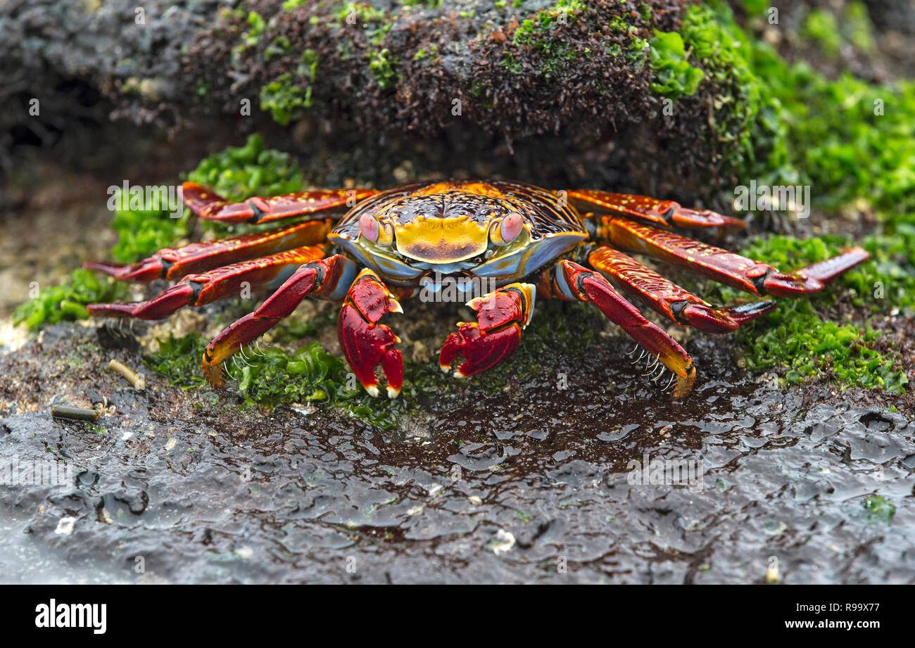 Sally Lightfoot Crab (Grapsus grapsus), Marsh crabs family (Grapsidae), Floreana  Island, Galapagos Islands, Ecuador Stock Photo