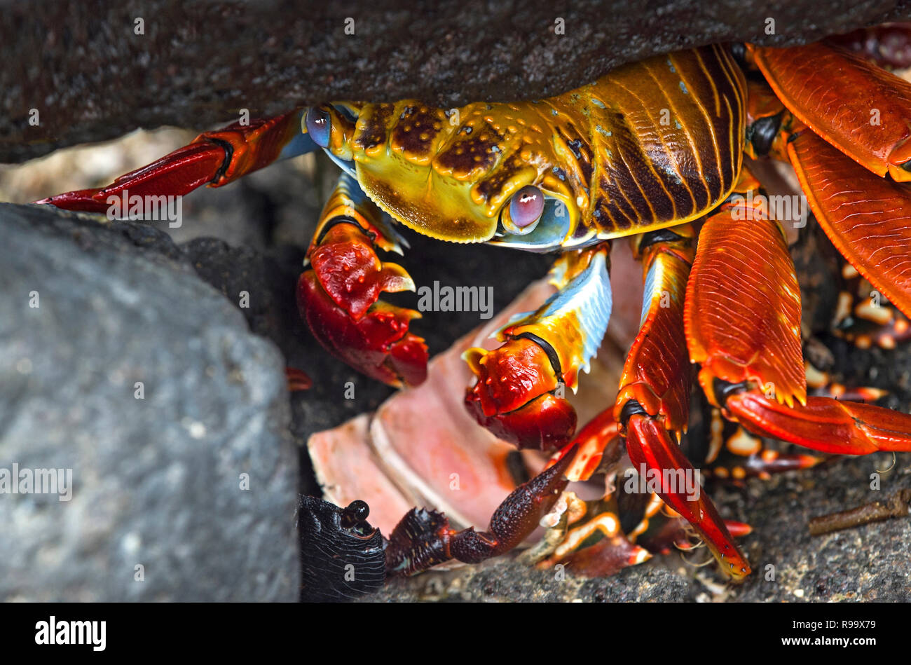 Sally Lightfoot Crab (Grapsus grapsus) hiding uncder a stone, Marsh crabs family (Grapsidae), Floreana  Island, Galapagos Islands, Ecuador Stock Photo